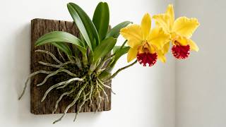 After I Created This Method, I Never Lost An Orchids Again