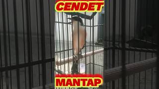 Download lagu CENDET GACOR ISIAN NGEKEK LOVEBIRD || SPEK KICAU & ANGGUNGAN mp3