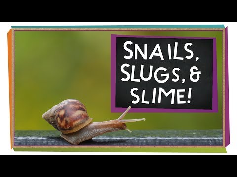 image-How does a snail give birth?