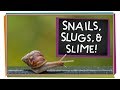 Snails Slugs And Slime Animal Science For Kids
