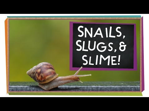 Snails, Slugs, and Slime! | Animal Science for Kids