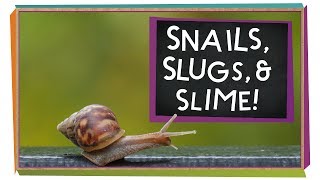 Snails, Slugs, and Slime! | Animal Science for Kids
