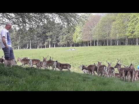 Deer in Phoenix park amazing