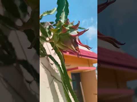 My Homegrown Dragon Fruit Journey 🥳🥳