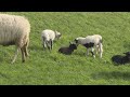 Uitstel van executie voor lammetjes Stad & Natuur