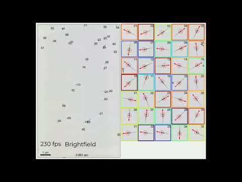 3D-RAPID: zebrafish larvae