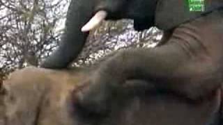 ELEFANTE COM RINOCERONTE!