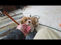 Havapoo dogs for sale: Austin - Video 1