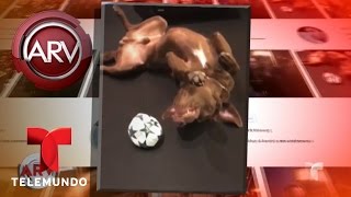 La mascota de Enrique Iglesias hace "reto del maniquí" | Al Rojo Vivo | Telemundo