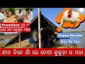 5 Kg ର ଦେଶୀ କୁକୁଡ଼ା Happy Murder Day To You କୁକୁଡ଼ା ଗାଁ 