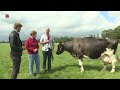 Fokje 26 is haar naam en ze is de oudste melkkoe van Flevoland