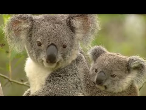 Australia Zoo Animal Links PC