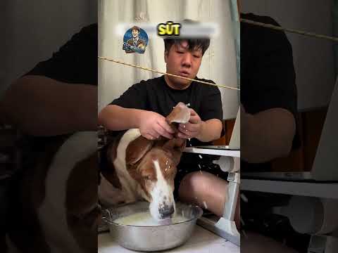 Köpeğim İçin Harika Çözüm..❗️😳