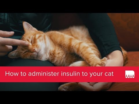 How to administer insulin to your cat
