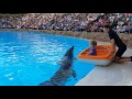 Girl And Dolphins