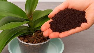 Just sprinkle it on top! Flowerless orchids will suddenly bloom like crazy