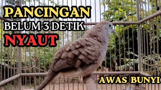 Download lagu Suara Masteran Gacor Burung Perkutut pancingan BURUNG PERKUTUT 100% JITU CEPET NYAUT mp3 Download lagu Suara Masteran Gacor Burung Perkutut pancingan BURUNG PERKUTUT 100% JITU CEPET NYAUT mp3