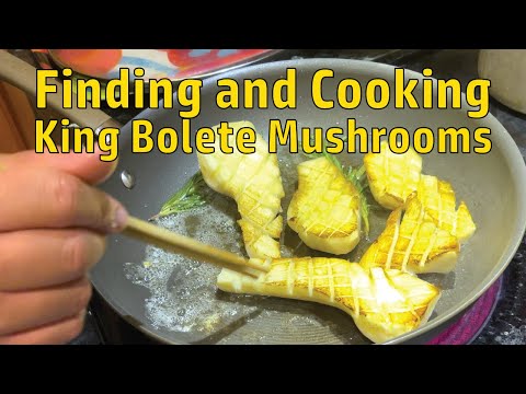Foraging Edible Mushrooms (How to cook and find king bolete mushrooms)