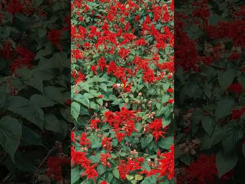 Flower with me 🌹 #cameronhighlandsmalaysia #flowers #aesthetic #fyp #fypyoutube #iffahjamari