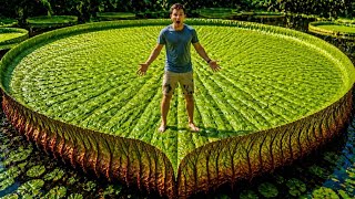 10 Plantas Com Folhas TÃO GRANDES que Parecem de Outro Mundo