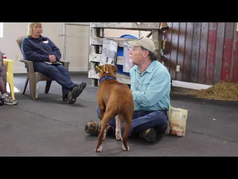 Gary Wilkes Bonking Video, Dog Training, Solid K9 Training