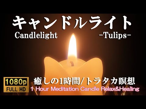 ロウソクの火｜チューリップ |1時間| 1 Hour Meditation Tulips Candle Relax&Healing【キャンドル・トラタカ・瞑想・集中・落ち着く】