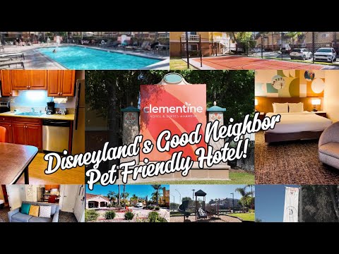 Why The Clementine Suites is a TOP CHOICE for Pet Owners and Families