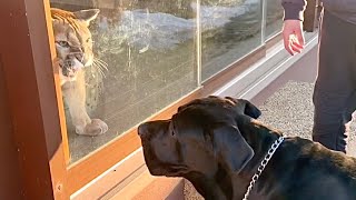 Месси прогнал гостя! Пума Месси разучился дружить с собаками.