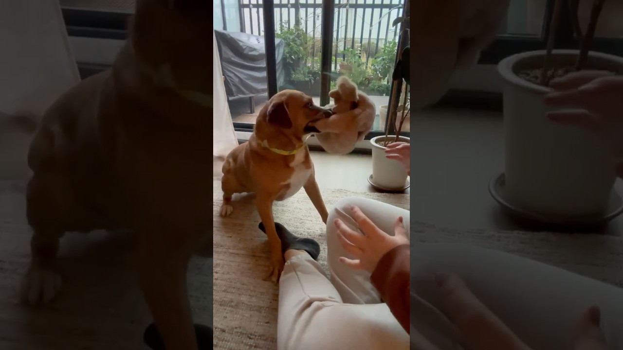 Felice, a Adoptable mixed breed in Mississauga, ON video 6/6