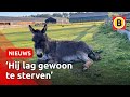 Ezel Robin at giftige plant en was bijna dood | Omroep Brabant