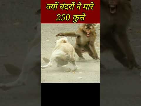 बंदरों ने क्यों मारा 250 कुत्तों को 😱 ख़ून का बदला ख़ून से लिया बंदरों ने मारडाले 250 पिल्ले 