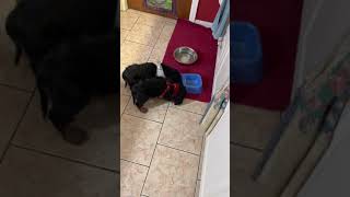 Cockalier Puppies Videos