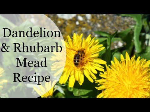 Dandelion and Rhubarb Mead Making Tutorial ~ Easy at Home Brewing
