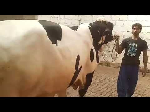 Bull for SALE for Qurbani at Bakra Eid 2019 Eid ul Adha 2019