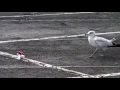 Seagull Eating Paper On A Windy Day