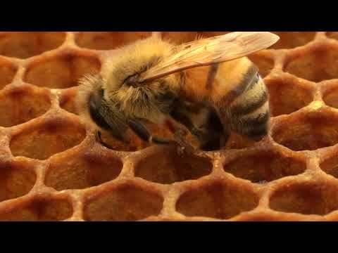 Honey Bee Removing Pollen