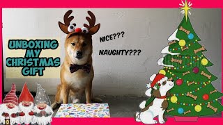 My Shiba Inu opening his Christmas Gift || He said Thank You Twice || Hero the Shiba inu