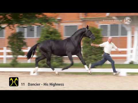 Gestüt Letter Berg Dark Dancer V., Hengst vom Dancier x His Highness geb. 2014