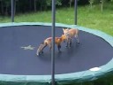 Foxes Jumping on my Trampoline 