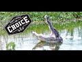 Gator Shot Placement Is Hunting Alligators On You Bucket List Well Let S Take A Closer Look
