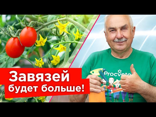 ОПРЫСКАЙТЕ ЭТИМ ТОМАТЫ ВО ВРЕМЯ ЦВЕТЕНИЯ и забудете о пустоцветах! Секрет обильного плодоношения