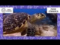 Animals Of The Coral Reef New Classics Baby Einstein Learning Show For Toddler Kids Cartoons