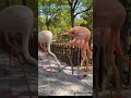 The American Flamingo Is A Large Species Of Flamingo Closely Related To The Greater Flamingo  Grow