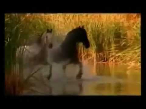 Il Ricordo Di Un Istante - Riccardo Cocciante