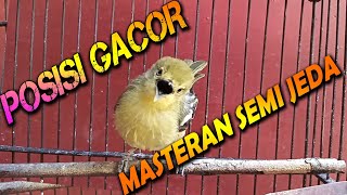 Download lagu Masteran sirtu semi gacor jeda full isian mp3