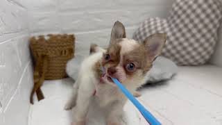 チワワ（ロング）の動画01