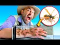 STUNG by 200 ANGRY YellowJackets!