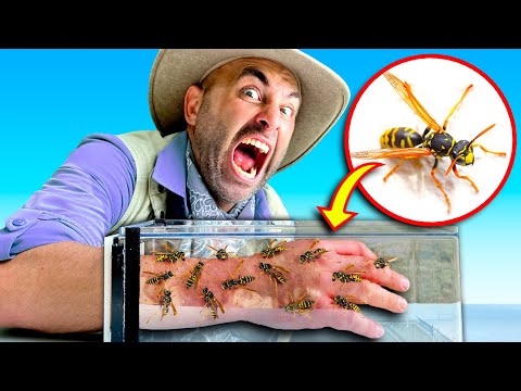 Intrepid YouTuber Takes On 200 Angry Yellowjackets