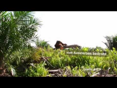 ZDFzoom - Schokolade, Shampoo, Sonnencrème: Wie Alltagsprodukte den Regenwald zerstören