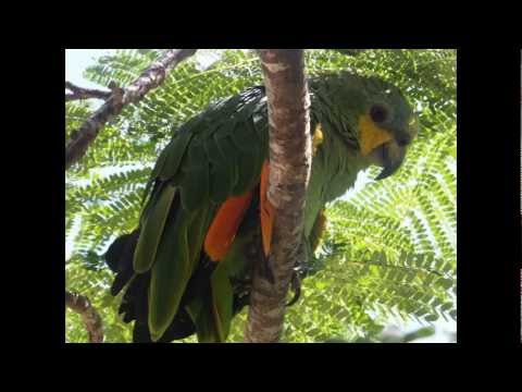 Ubatuba - São Francisco do Sul SC